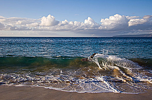 冲浪,麦肯那,海滩,毛伊岛,夏威夷,美国