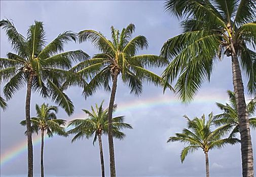 瓦胡岛,彩虹,椰树,树,上方,珍珠港