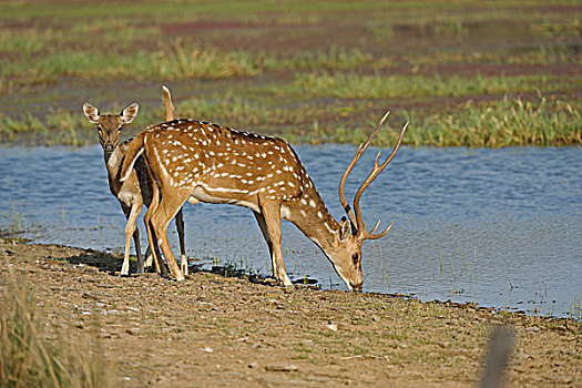 斑点,轴,鹿,花鹿,饮用水,湖,伦滕波尔国家公园,拉贾斯坦邦,印度,亚洲