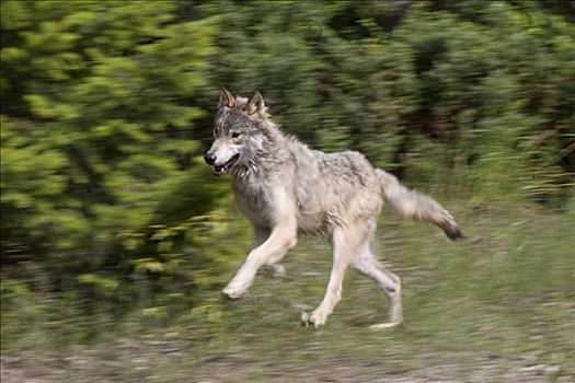 奔跑中的狼图片霸气图片