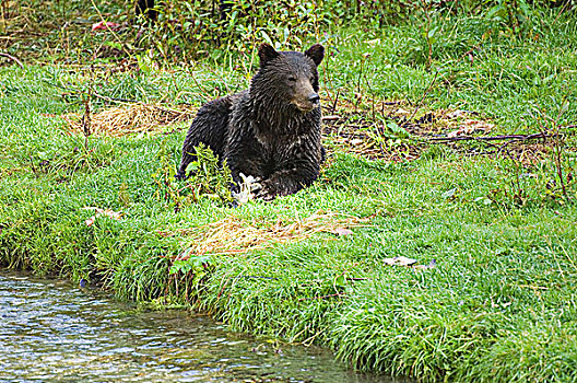 大灰熊,棕熊,一岁,鱼,溪流,通加斯国家森林,阿拉斯加,美国