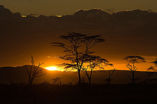 日落,剪影,金合欢树,塞伦盖蒂,坦桑尼亚,非洲