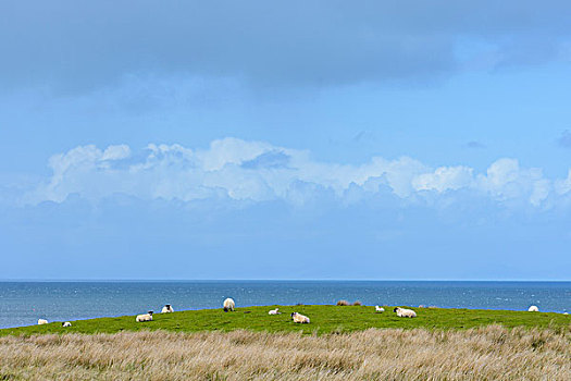 海边风景,绵羊,放牧,地点,斯凯岛,苏格兰,英国
