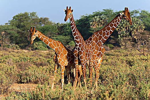 三个,网纹长颈鹿,长颈鹿,萨布鲁国家公园,肯尼亚,非洲
