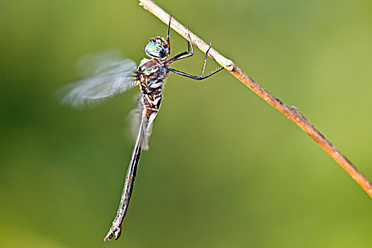 蜻蜓,密苏里,美国