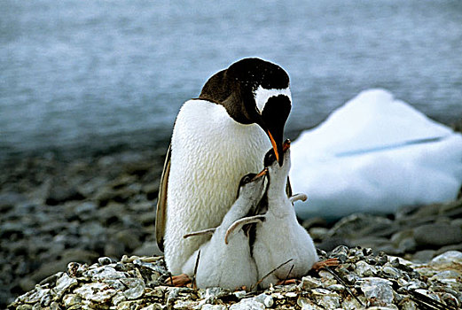 南极,巴布亚企鹅,两个,幼禽