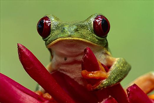 红眼树蛙,海里康属植物,花,国家公园,哥斯达黎加