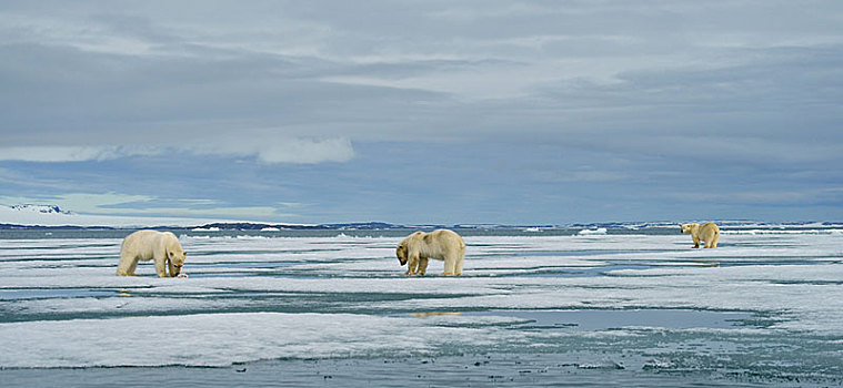 北极熊,小动物,进食,畜体,捕获,海豹,雪地,动物,背影,斯瓦尔巴特群岛,挪威,北极,欧洲