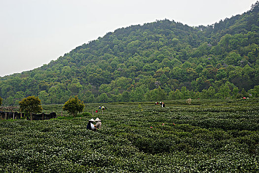 西湖茶乡,龙井