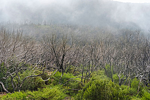 雾林,5岁,森林火灾,国家公园,加拉霍艾,大帝谷,加纳利群岛,西班牙,欧洲