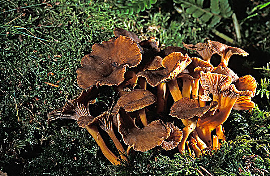 秋天,鸡油菌,可食蘑菇,诺曼底,法国