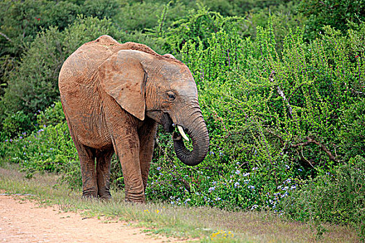 非洲象,成年,进食,觅食,阿多大象国家公园,东开普省,南非,非洲