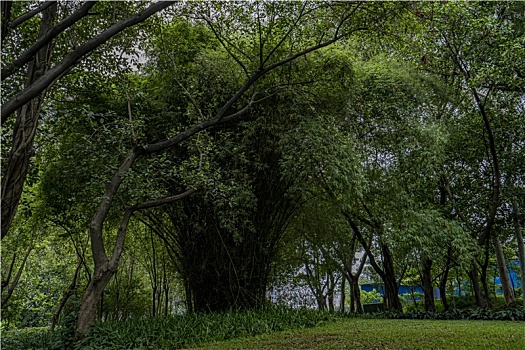 羊城广州夏天天河公园绿树成荫,林荫大道