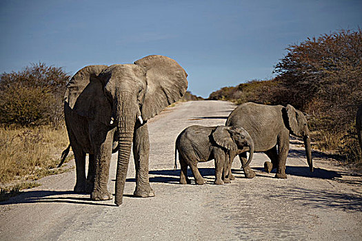大象,两个,幼小,穿过,乡村道路,纳米比亚,非洲