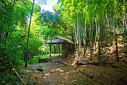 鄞州,塘溪镇,山路,张家岭古道,竹林,翠竹,竹子