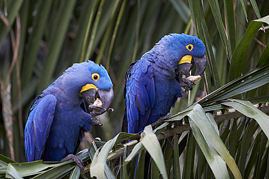 风信子,金刚鹦鹉,紫蓝金刚鹦鹉,进食,棕榈叶,波尔图,潘塔纳尔,巴西,南美