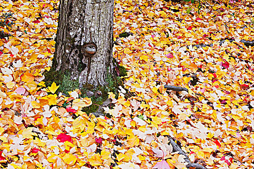 秋天,色彩,地面,俄勒冈,美国