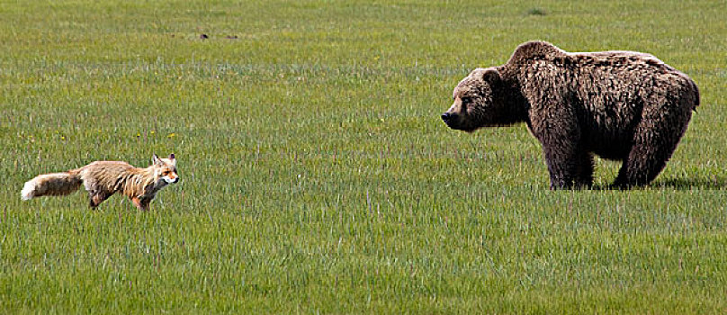 红狐,狐属,大灰熊,棕熊,莎草,卡特麦国家公园,阿拉斯加