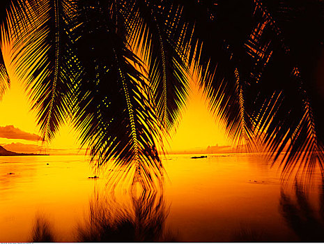 棕榈树,上方,水,日落,茉莉亚岛,塔希提岛,法属玻利尼西亚