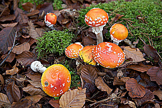 毒蝇伞,蘑菇,苔藓,混交林