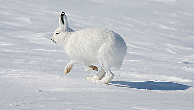 北极兔,兔属,蹦跳,岛屿,加拿大