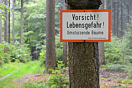 危险,标识,秋天,树,树林,施佩萨特,巴伐利亚,德国,欧洲