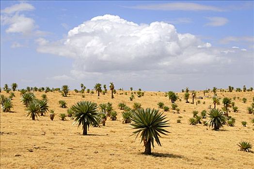巨大,山梗莱属植物,宽,草,高,靠近,山峦,国家公园,埃塞俄比亚