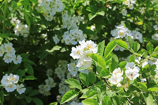 夏季白色花朵