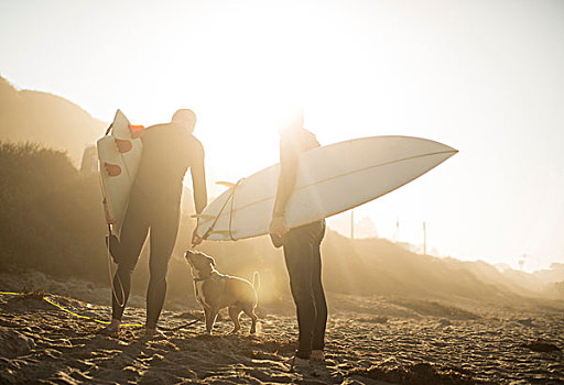 冲浪,狗,阳光,拿着,冲浪板,海滩,加利福尼亚,美国