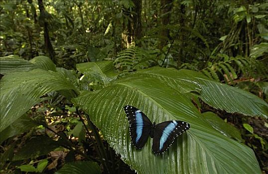 蓝色大闪蝶,南美大闪蝶,蝴蝶,叶子,雨林,厄瓜多尔
