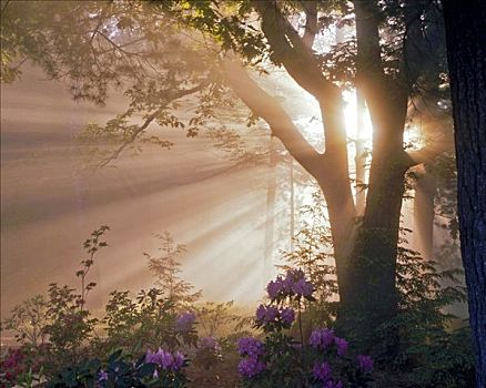晨雾,流动,阳光,夏天,花,州立公园,松树,溪流,峡谷,宾夕法尼亚