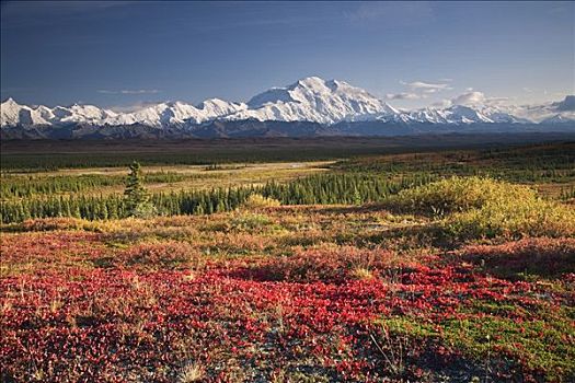 景色,秋色,苔原,阿拉斯加山脉,山,麦金利山,背景,德纳里峰国家公园,阿拉斯加