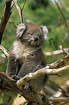 树袋熊,枝头,澳大利亚