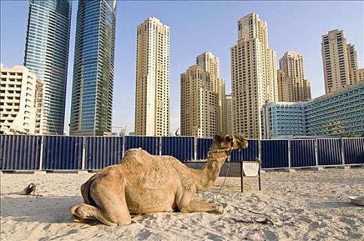 骆驼,正面,天际线,迪拜,码头,阿联酋,近东