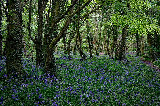 树林,花,普通,野风信子,蓝铃花,康沃尔,英格兰,英国