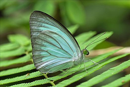 普通,蝴蝶,国家公园,泰国