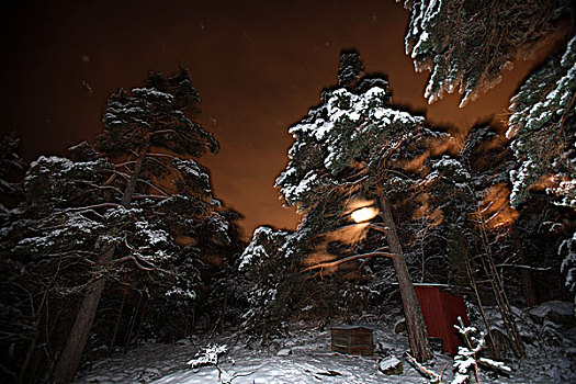 树林,夜晚,冬天