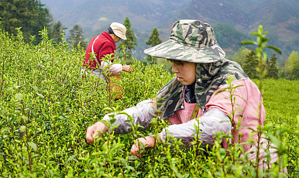 贡茶之乡采春茶