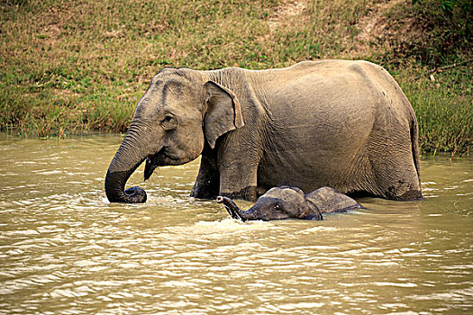 斯里兰卡人,大象,象属,幼兽,水中,喝,国家公园,斯里兰卡,亚洲