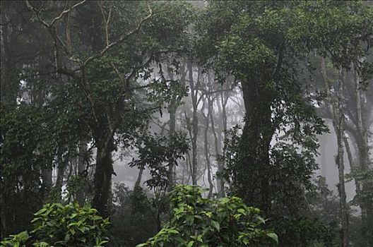 热带,雾林,自然保护区,尼加拉瓜,中美洲