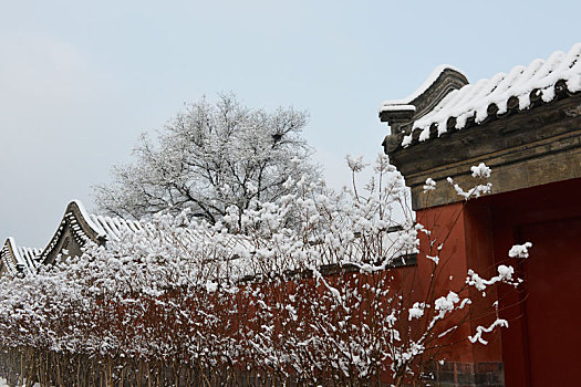 雪枝盈门