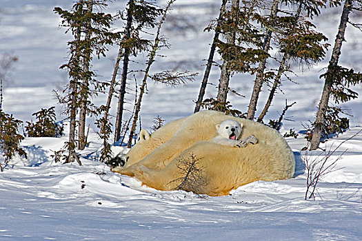 加拿大,曼尼托巴,瓦普斯克国家公园,北极熊,幼兽,防护,身体