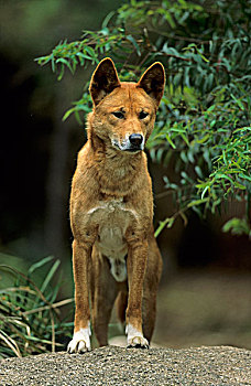 澳洲野狗,成年,站立,正面,腿,石头,澳大利亚