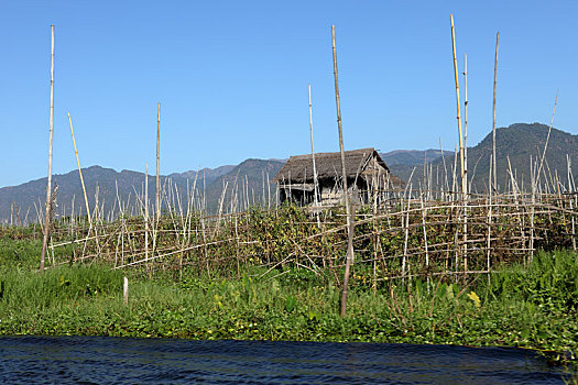 捕鱼,乡村,茵莱湖,缅甸