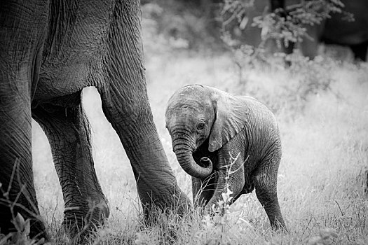 小象,非洲象,站立,后面,腿,黑白