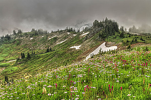 夏天,高山,野花,风景,天际线,小路,靠近,乐园,山,雷尼尔山,国家公园,华盛顿,美国