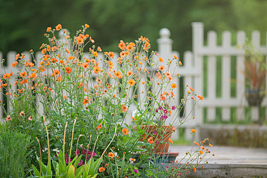 橙色,花,别墅花园,威尔士