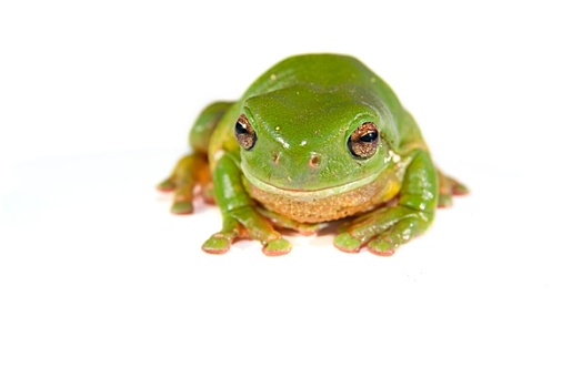 绿树蛙,白色背景