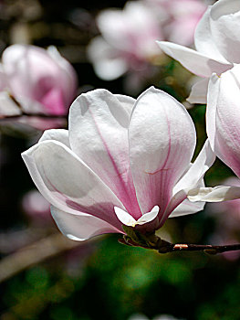 木兰,花,特写,坎普顿,巴伐利亚,德国,欧洲