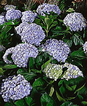 八仙花属,灌木,花,头部,白色,蓝色,粉色,小花,亚洲,北美